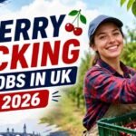 Cherry Picking Jobs in UK 2026: No High Qualification? You Can Still Apply