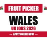 Fruit Picker & Packer Jobs in Wales, UK 2026 – Visa Sponsorship, Salary & Apply